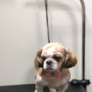 러블리펫 전남3호점 이미지