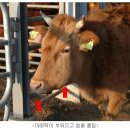 강옥축사 네이버블로그