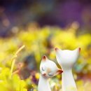 LOVELY CAT 이미지