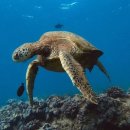 거북이약국 이미지