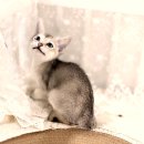 스타일독앤캣 강아지고양이 부천본점 | 과천싱가푸라고양이분양, 왜 오케이독 부천본점이어야 할까요? 솔직 후기!