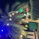 꿈에본꽃돼지 이미지