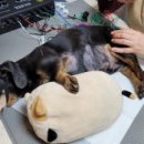 VIP동물한방재활의학센터by.Dr.신사경 이미지