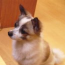 수정태평4-D-1 이미지