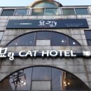 묘랑 고양이 전문호텔 이미지