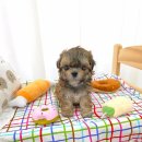 꽃강아지 이미지