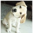 큰손맛집 이미지