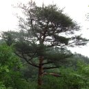 왕피천생태탐방로 이미지