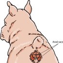 아침동물병원 이미지