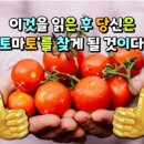 좋은글＞ 젊음과 정력의 열매 "토마토"의 신비 이미지