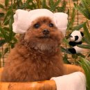 꼼꼼 애견미용실 이미지