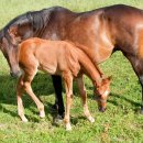 선진목장 2 이미지