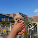 몽냥몽냥 강아지분양 일산점 이미지