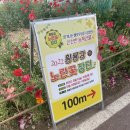 [광주근교/장성] 가볼만한 곳 황룡강 생태공원 길동무 꽃길축제 / 주차 꿀팁, 관람코스 추천!