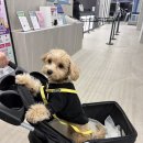 삼포 한식 뷔페 | 속초 애견동반 숙소 추천 오션투유리조트 삼포해수욕장 인근 강원도 고성 호텔 펫룸 바베큐 조식 후기