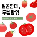 주식회사 빅토마토(토마토마트) | [범계피티] “당 걱정 없이 달콤하게 💚 스테비아 토마토 효능 총정리!”