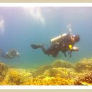 엘시엘로 이미지