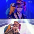 2NE1 CL이 어깨에 얹고나왔던 앵무새의 진실 이미지
