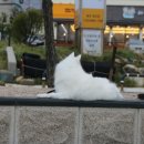 바보형제쭈꾸미(일산점) 이미지