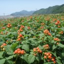 임마누엘농장 이미지