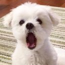 댕댕맛집 이미지