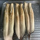 도림장어 이미지