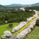 [픽!제주] '벚꽃·유채꽃 활짝'..상춘객 부르는 제주 녹산로 이미지