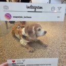 제일장의용품 | [인천] 부평사진관 애견 프로필 촬영 스냅스타일에서 반려견 인생 사진 남긴 후기