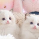뮤뮤캣 네이버블로그