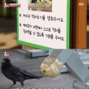 깜순이농장 이미지