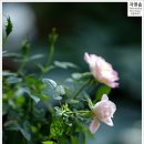 토분이야기