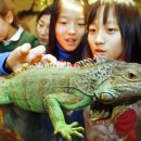 이구아나 이미지