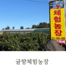 표선달채