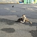 새식구 이름을 공모합니다!♡♡♡ 이미지