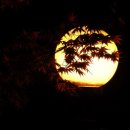 달빛되어 이미지