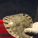 못난이샤크 실내바다낚시터 이미지