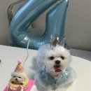 댕스포유 이미지