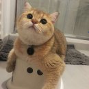 이야옹 이미지