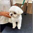펫미용 이미지