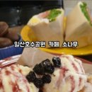 카페소나무