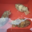 남해쭈꾸미 이미지