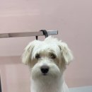 장미미장원 이미지