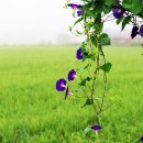 첼로 (행복한 첼로) 이미지