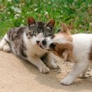 강아지&고양이 마을 이미지