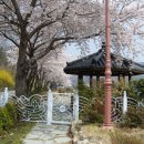 자양벚꽃100리길 이미지