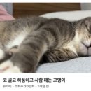 먹보 이미지