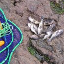 반도낚시 이미지