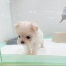 송현동 강아지 이미지