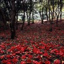 동백4로 이미지