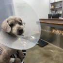 윤성진 안과/외과 동물병원 이미지